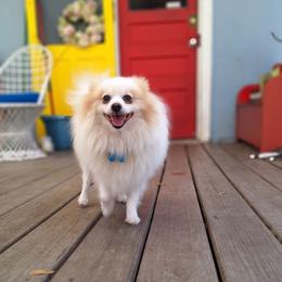 Fluffy - Pomeranian