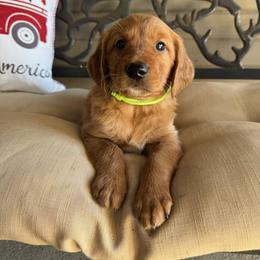 Green Collar Boy - Dark golden male Golden Retriever puppy in Bristol, Tennessee from The Dogstead