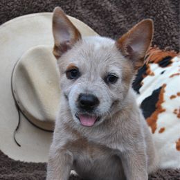 Coe - Red speckled male Australian Cattle Dog puppy in Quapaw, Oklahoma from Hudsons Australian Cattle Dogs