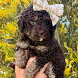 Mandy - Brown female Bernedoodle puppy in Miami, Florida from Jade’s Paws & Co. Of Miami LLC