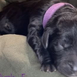 Girl 2 - Goldendoodle puppy in Shell Lake, Wisconsin from KC Acres