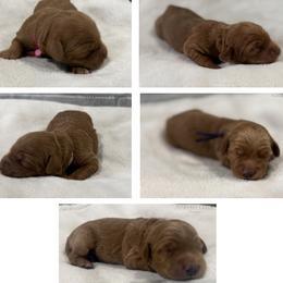 Girl 1 Selection - Red  female Goldendoodle puppy in Pleasant Hill, Iowa from Harvest Creek