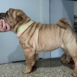 Chinese Shar-Pei Puppies from Sunspire Shar-Pei