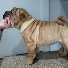 Chinese Shar-Pei Puppies from Sunspire Shar-Pei