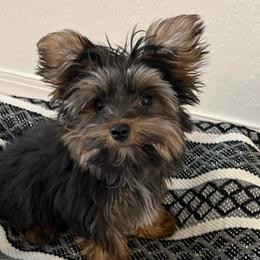 Boy 1 - Black and gold male Yorkshire Terrier puppy in Rising Star, Texas from Phillips Pup House