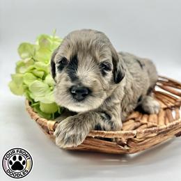 Bernedoodle and Sheepadoodle Puppies from Four Front Doodles LLC.