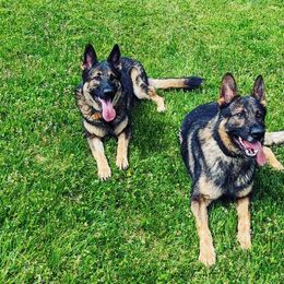 German Shepherds from Von der Mueller-Hof