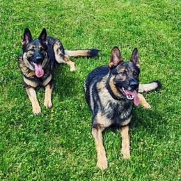 German Shepherds from Von der Mueller-Hof