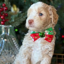 Gage - - Yellow and white male Bernedoodle puppy in Yuciapa, California from AlltheDoodlez_