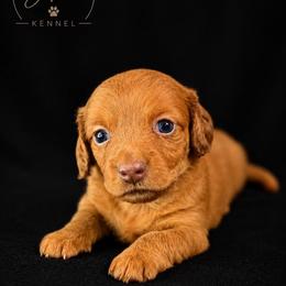 Olivia - Red female Dachshund puppy in Hope, Arkansas from JK Kennel