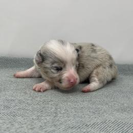 Hazel - Blue merle and white female American Corgi puppy in Waco, Texas from The Comma Corgis