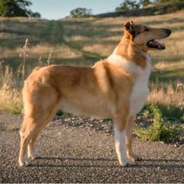 Socks - Collie