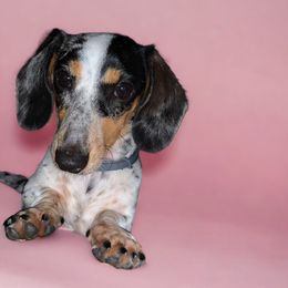 Briar - Dachshund