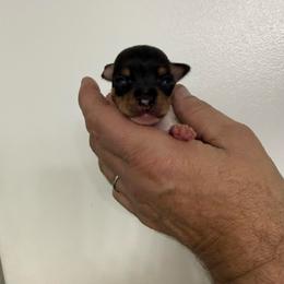 Pup C - White black and tan male Toy Fox Terrier puppy in Clermont, Florida from Debbie Hiles's Toy Fox Terriers