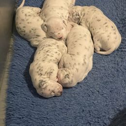 Dalmatian Puppies from Hapi-Dal Dalmatians