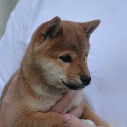 Shiba Inu and Siberian Husky Puppies from Rita Montgomery