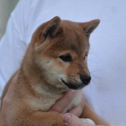 Shiba Inu and Siberian Husky Puppies from Rita Montgomery