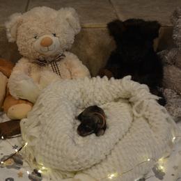 Apollo - Salt and pepper male Miniature Schnauzer puppy in Dozier, Alabama from The Bearded Lady Miniature Schnauzers
