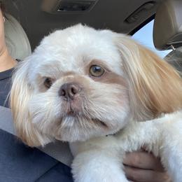 Canelo - Shih Tzu