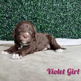 Violet Girl - Brown female Bernedoodle puppy in Modesto, California from Two Doods Doodles