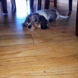 Mike - Dapple male Dachshund puppy in Modesto, California from Cabrera Family Kennels