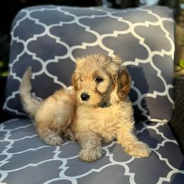 Blue Moon - Apricot male Goldendoodle puppy in Stockton, California from Port City Doodles