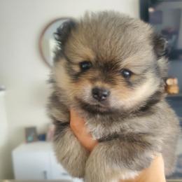 Truvy - Cream sable female Pomeranian puppy in Saint Charles, Missouri from Bisous Pomeranians & Heartland Sh