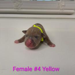 Yellow Collar Female - Blue fawn female American Pit Bull Terrier puppy in Pensacola, Florida from Alpha Alliance Kennels