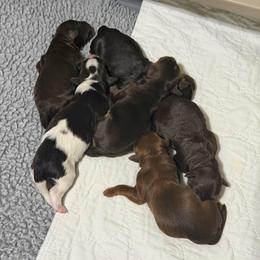 Boy 4 - Chocolate male Australian Labradoodle puppy in Mount Gilead, North Carolina from Tillery Labradoodles