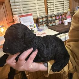 Theo - Black male Goldendoodle puppy in Petersburg, West Virginia from Wv Diva Doodles