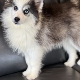 Pua - Black and white male Pomsky puppy in Lewiston, Minnesota from Family Pomsky
