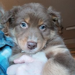 Murphy - Red tri-color male Australian Shepherd puppy in Cherry Grove, Oregon from TLC Dream and Pureland Australian Shepherds
