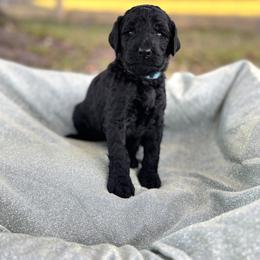 Poodle Puppies from Lingo Standard Poodles