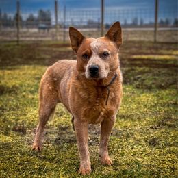 Pants - Red speckled male Australian Cattle Dog puppy in Spokane, Washington from 4D Cattle Dogs