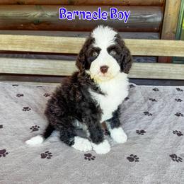 Barnicle Boy - Brown and white male Bernedoodle puppy in Banner Elk, North Carolina from Walnut Tree Bernedoodles