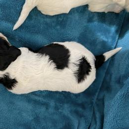 Dakota - Tri-color female Bernedoodle puppy in Warrensburg, Missouri from Dreamer Ridge Puppies