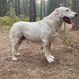 Central Asian Shepherd Dog All Grown Up from Alabaivalley