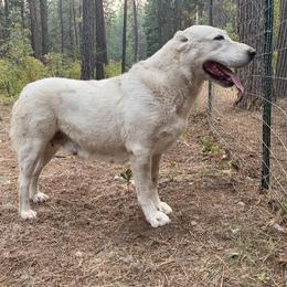 Central Asian Shepherd Dog All Grown Up from Alabaivalley