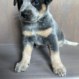 Miss P - Blue mottled female Australian Cattle Dog puppy in Redding, California from Cascade Cattle Dogs