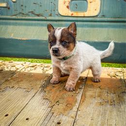Green - Red speckled male Australian Cattle Dog puppy in Spokane, Washington from 4D Cattle Dogs