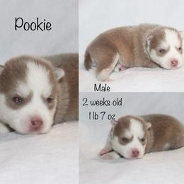 Pookie - Lavender male Pomsky puppy in Denham Springs, Louisiana from Bayouland Pomskies