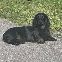 Whiskey - Dachshund