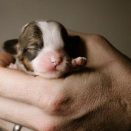 Tommy - Sable male Pembroke Welsh Corgi puppy in South Otselic, New York from Ridge Top Corgis