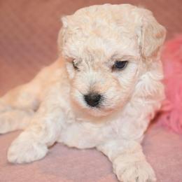 Willow (AKC) - White female Poodle puppy in Rainbow City, Alabama from Misioh Poodles