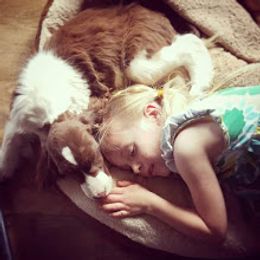 English Springer Spaniel Puppies from Chic English Springer Spaniels