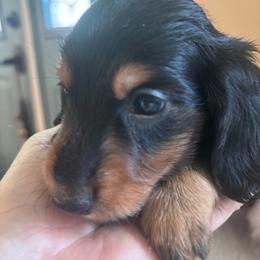 Fabio - Black and tan male Dachshund puppy in Argos, Indiana from TKO Doxies