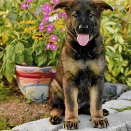 German Shepherd Puppies from The Lord's Shepherds