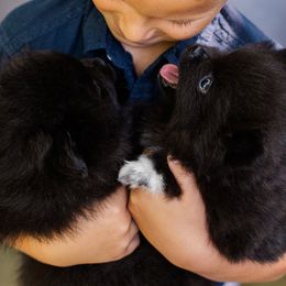 Pomeranian Puppies from Cutie Poms