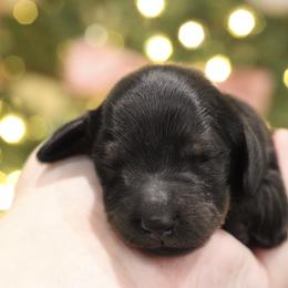Black and tan male 2 - Black and tan male Dachshund puppy in Bowling Green, Kentucky from Dachshunds of the Valley