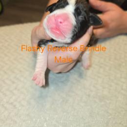 Orange collar - Brindle male Boxer puppy in Mount Zion, Illinois from Foulk's Boxer Puppies